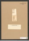 Cocconeis placentula var. lineata (Ehr.) V.H. (de-Toni-Nr.: Genus 40, Species 1844) Zeichnungen Sammlung Grunow Nr. 3649 (NHMW-BOT-W0371261)